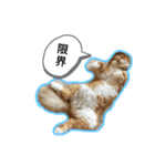 わたちゃん(日々のことば)（個別スタンプ：16）
