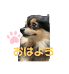 こまめスタンプ1（個別スタンプ：2）