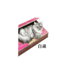 ビッちゃんの生活 パート1（個別スタンプ：8）