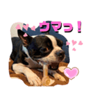 ウチのボストンテリア②（個別スタンプ：1）