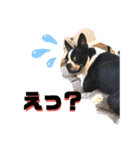 ウチのボストンテリア②（個別スタンプ：2）