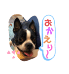 ウチのボストンテリア②（個別スタンプ：3）