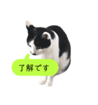 我が家のかわいいねこたちのスタンプ（個別スタンプ：1）