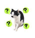 我が家のかわいいねこたちのスタンプ（個別スタンプ：2）