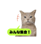 我が家のかわいいねこたちのスタンプ（個別スタンプ：5）