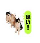 我が家のかわいいねこたちのスタンプ（個別スタンプ：6）