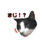 我が家のかわいいねこたちのスタンプ（個別スタンプ：7）