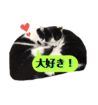 我が家のかわいいねこたちのスタンプ（個別スタンプ：8）