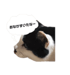 我が家のかわいいねこたちのスタンプ（個別スタンプ：9）