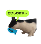 我が家のかわいいねこたちのスタンプ（個別スタンプ：10）
