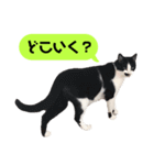 我が家のかわいいねこたちのスタンプ（個別スタンプ：13）