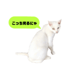 我が家のかわいいねこたちのスタンプ（個別スタンプ：14）