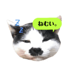 我が家のかわいいねこたちのスタンプ（個別スタンプ：15）