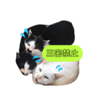 我が家のかわいいねこたちのスタンプ（個別スタンプ：16）