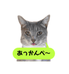 我が家のかわいいねこたちのスタンプ（個別スタンプ：17）