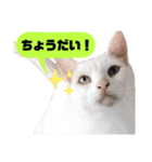 我が家のかわいいねこたちのスタンプ（個別スタンプ：20）