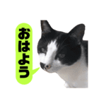 我が家のかわいいねこたちのスタンプ（個別スタンプ：21）