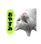 我が家のかわいいねこたちのスタンプ（個別スタンプ：22）