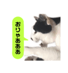我が家のかわいいねこたちのスタンプ（個別スタンプ：24）
