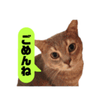 我が家のかわいいねこたちのスタンプ（個別スタンプ：25）