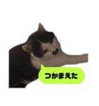 我が家のかわいいねこたちのスタンプ（個別スタンプ：28）