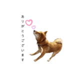 愛犬をスタンプにしてみた（個別スタンプ：1）