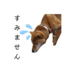 愛犬をスタンプにしてみた（個別スタンプ：2）