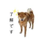 愛犬をスタンプにしてみた（個別スタンプ：3）