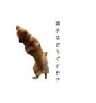 愛犬をスタンプにしてみた（個別スタンプ：6）
