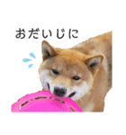 愛犬をスタンプにしてみた（個別スタンプ：8）