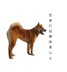 愛犬をスタンプにしてみた（個別スタンプ：9）