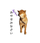 愛犬をスタンプにしてみた（個別スタンプ：10）