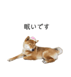 愛犬をスタンプにしてみた（個別スタンプ：11）