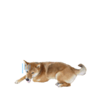 愛犬をスタンプにしてみた（個別スタンプ：13）