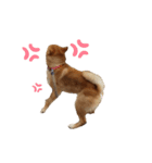 愛犬をスタンプにしてみた（個別スタンプ：14）
