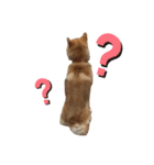 愛犬をスタンプにしてみた（個別スタンプ：15）