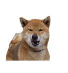 愛犬をスタンプにしてみた（個別スタンプ：16）