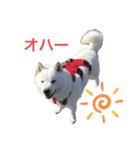 北海道犬くまの日常（個別スタンプ：1）