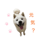 北海道犬くまの日常（個別スタンプ：2）
