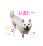 北海道犬くまの日常（個別スタンプ：3）