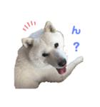 北海道犬くまの日常（個別スタンプ：5）