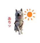 北海道犬くまの日常（個別スタンプ：7）