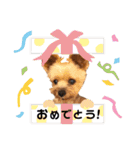 Rudy.T（個別スタンプ：10）