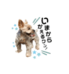 Rudy.T（個別スタンプ：18）