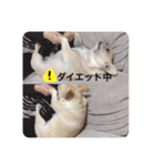 我が家のアイドルJちゃん（個別スタンプ：14）