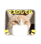 マンチカンのメルシーくん2（個別スタンプ：2）