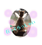 マンチカンのメルシーくん2（個別スタンプ：5）