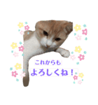 マンチカンのメルシーくん2（個別スタンプ：9）
