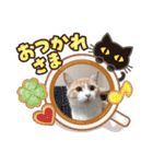 マンチカンのメルシーくん2（個別スタンプ：11）