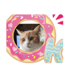 マンチカンのメルシーくん2（個別スタンプ：14）